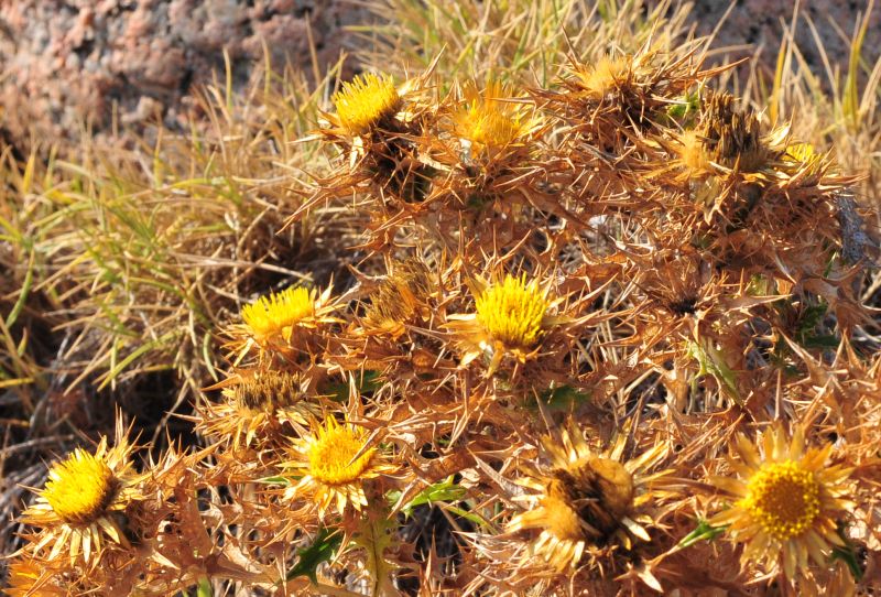 Carlina corymbosa